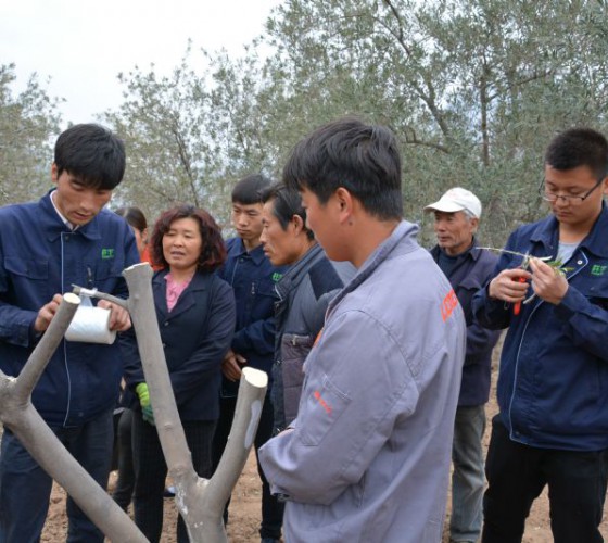 公司從產(chǎn)業(yè)鏈起始端著手，引進(jìn)良種優(yōu)苗，繁育基地苗圃，優(yōu)化樹(shù)種，以?xún)?yōu)質(zhì)的橄欖樹(shù)苗為生產(chǎn)特級(jí)初榨橄欖油提供基礎(chǔ)保障。在以自建萬(wàn)畝國(guó)家標(biāo)準(zhǔn)化油橄欖..