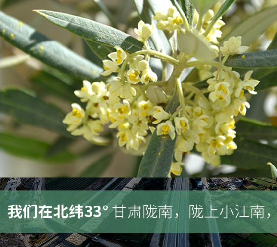 武都的氣候、土壤等與地中海沿岸極其相似，同處于世界頂級(jí)油橄欖黃金生產(chǎn)帶（32°58--33°36）年平均氣溫為14.7°，年日照時(shí)數(shù)1911..